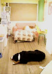 doginc001.jpg