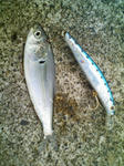 F1010010.JPG