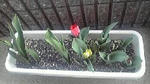 花が～！！！(#^.^#)