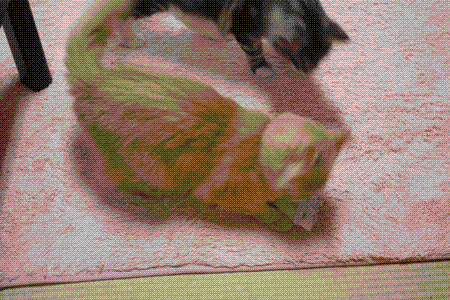 492c0ce6.gif