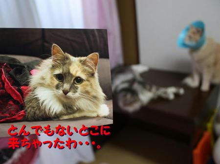 9320611f.jpeg