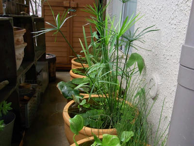 RIMG0329_convert_20100815123332.jpg