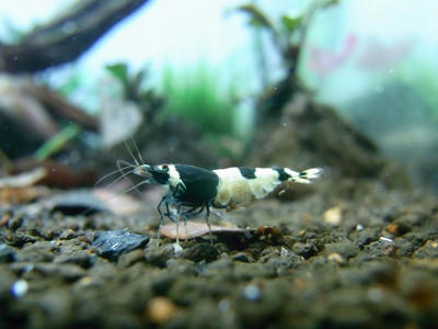 RIMG0522_convert_20110129000536.jpg