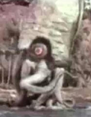 gezoora.jpg