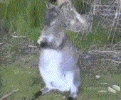 animal15989.gif