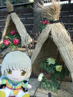 botan1.jpg