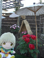 botan2.jpg