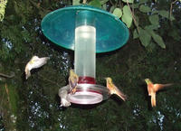 hummingbird2.jpg