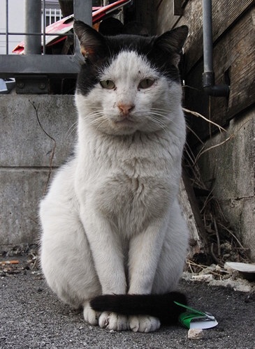 富士額 猫が教える猫語辞典 きなごろく