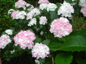 P1010241_1.jpg