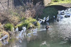 IMG_5387_1.JPG