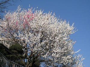 IMG_4976.JPG