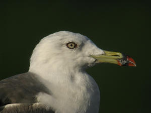 IMG_6461.JPG