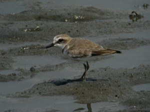 IMG_6575_1.jpg
