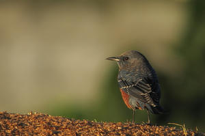 IMG_1189_1.jpg