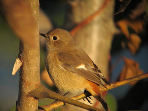 IMG_1401_1.jpg