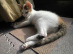 2011_1113_1248.jpg