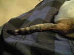 2011_1226_0532.jpg