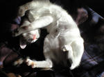 2011_1229_1202_2.jpg