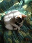 2011_1229_1219_1.jpg