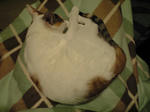 2012_0210_1748.jpg
