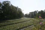 IMG_4029s.JPG