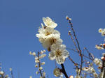 DSCF1204s.JPG