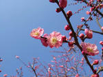 DSCF1207s.JPG