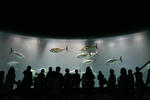IMG_4588s.JPG