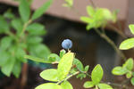 IMG_4632s.jpg