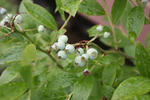 IMG_4633s.jpg