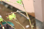 IMG_4635s.jpg