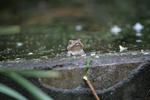 IMG_2876_S.JPG