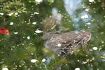 IMG_2883_S.JPG