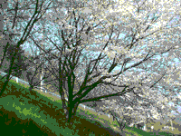 桜