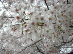 DSCN8188.JPG