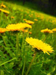 tanpopo