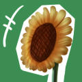 sunflower120.jpg