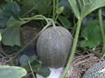 SANY0035.JPG