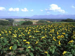 SANY0088.JPG