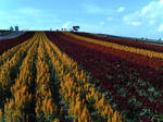 SANY0092.JPG
