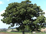 SANY0097.JPG