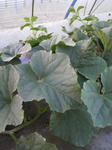 P1000039.JPG