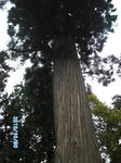 SANY0081.JPG