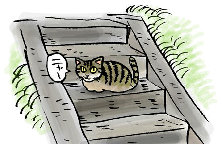 階段ねこ