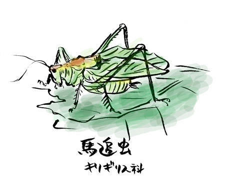 体長28〜36mmだそうです