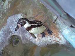 ペンギン