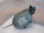 CA340509.jpg