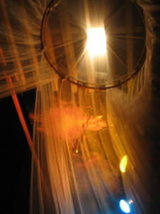 IMG_2953.jpg