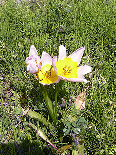 P1040107bd.jpg